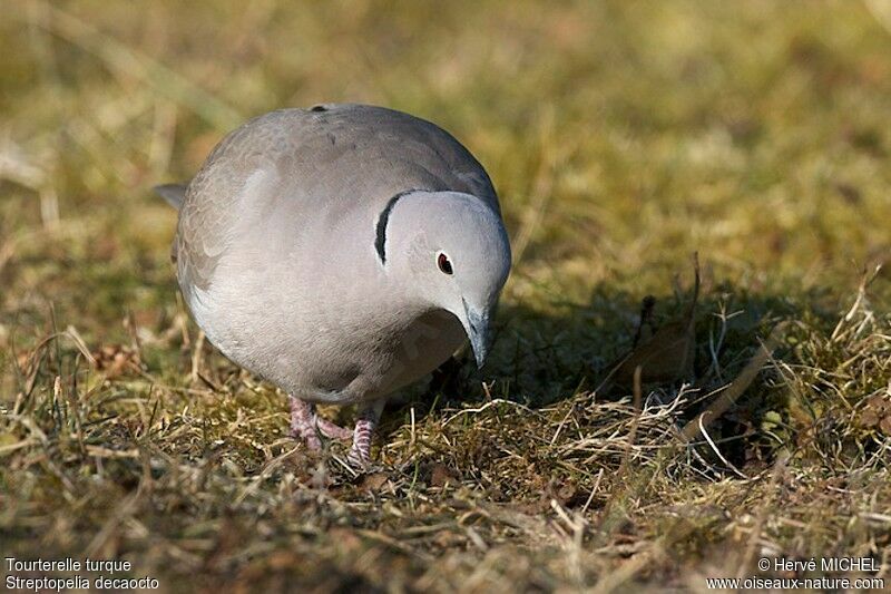 Eurasian Collared Doveadult, identification