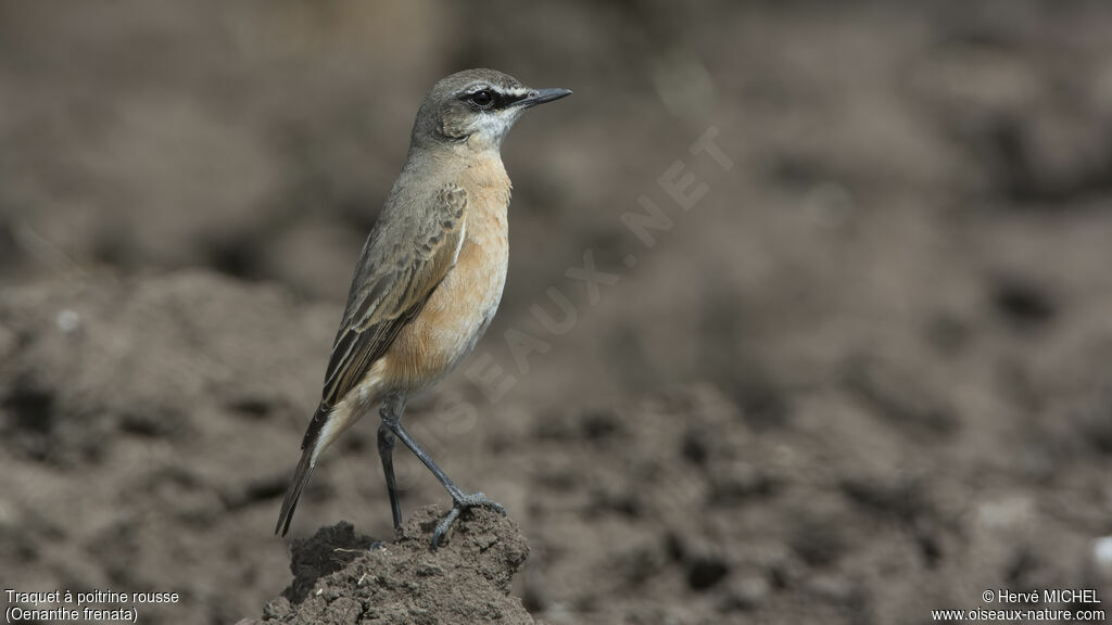 Rusty-breasted Wheatear