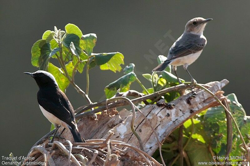 Traquet d'Arabie , identification
