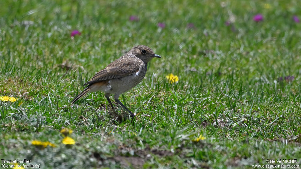 Traquet familierjuvénile