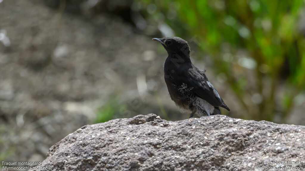 Traquet montagnardjuvénile