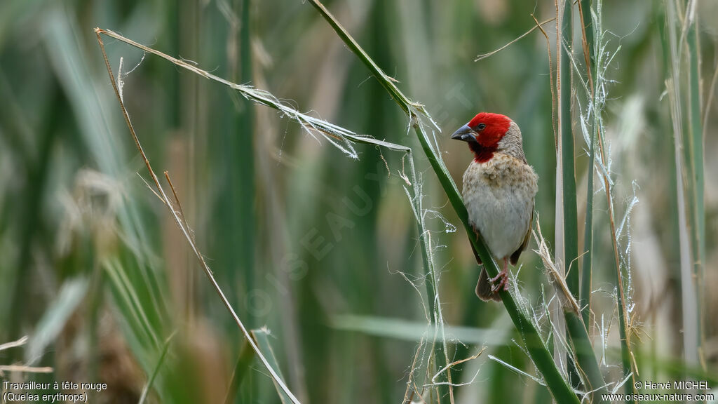Travailleur à tête rouge mâle adulte nuptial