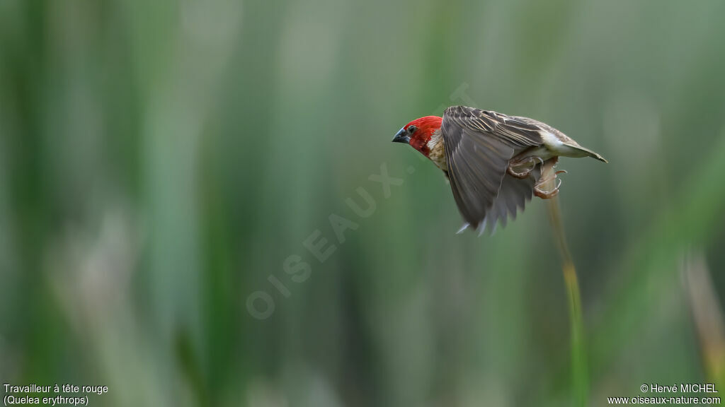 Travailleur à tête rouge mâle adulte nuptial