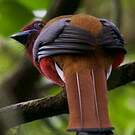 Trogon à tête rouge