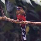 Trogon à tête rouge