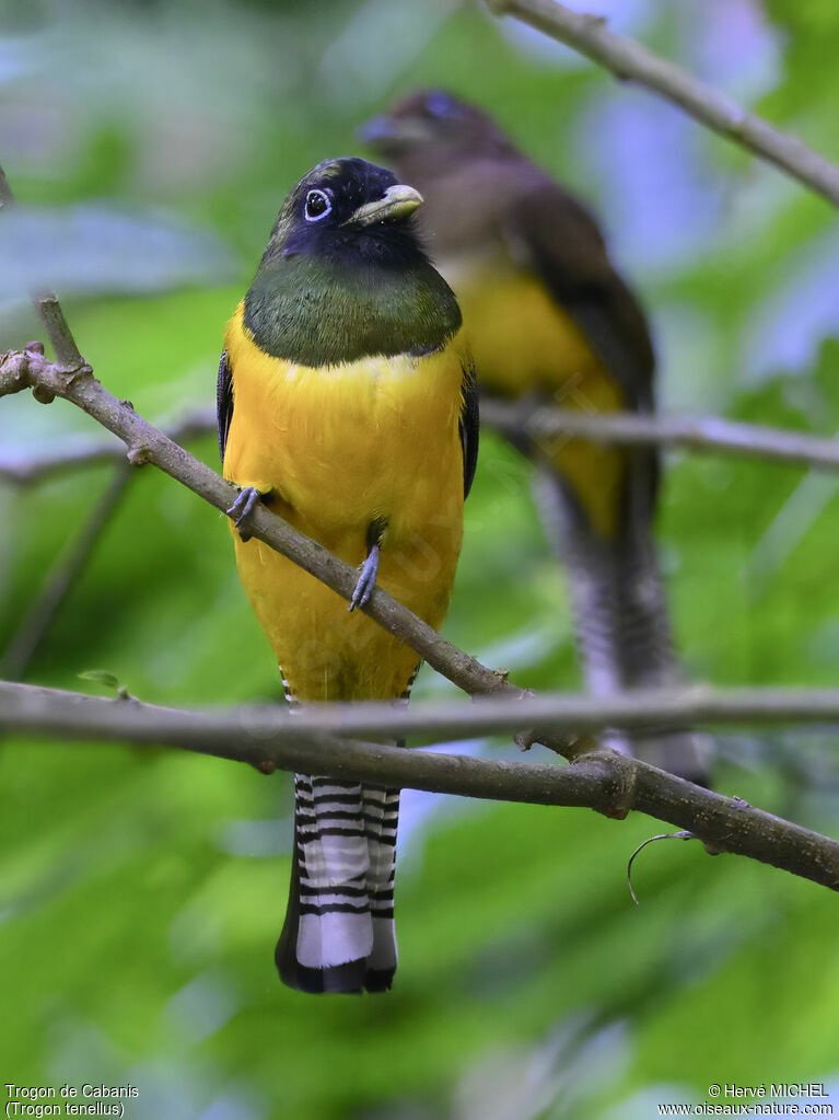 Trogon de Cabanisadulte