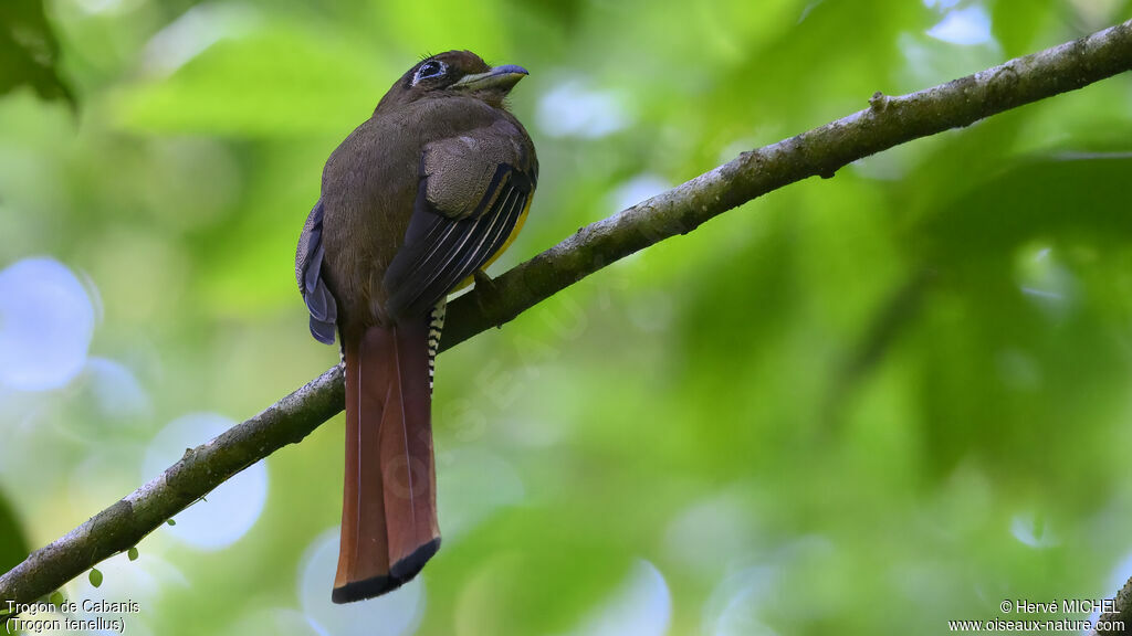 Trogon de Cabanis femelle adulte