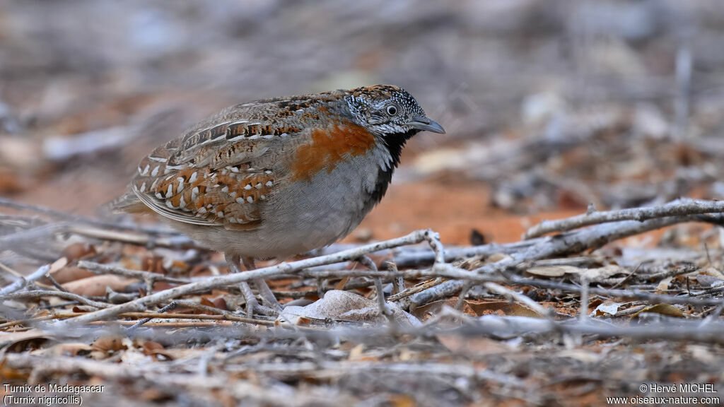 Madagascar Buttonquail male adult