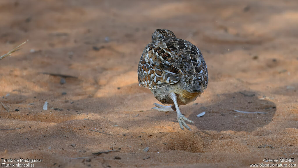Madagascar Buttonquail
