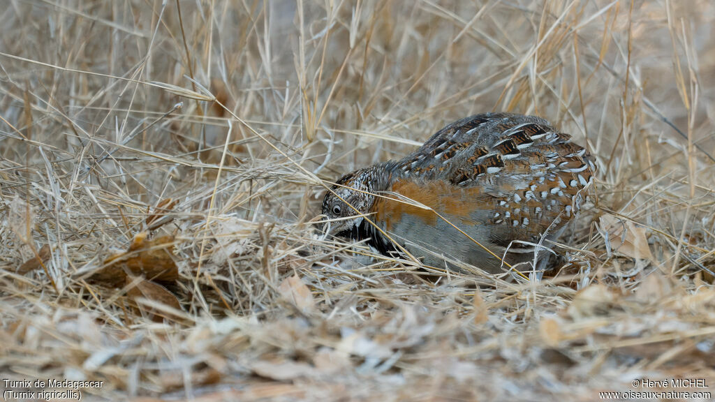 Madagascar Buttonquail male adult breeding