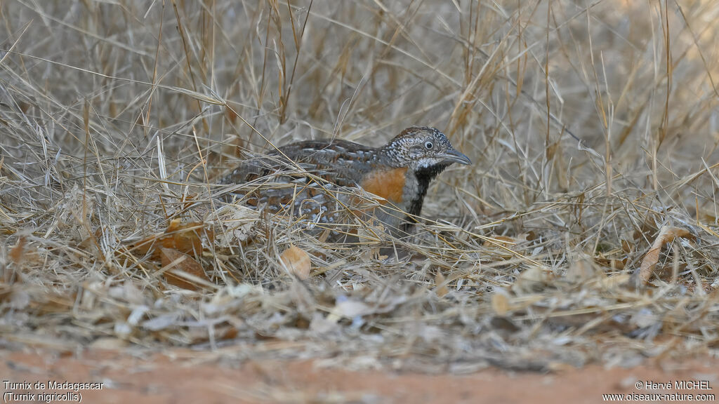 Madagascar Buttonquail male adult breeding