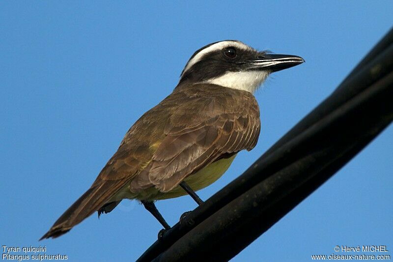 Great Kiskadeeadult, identification