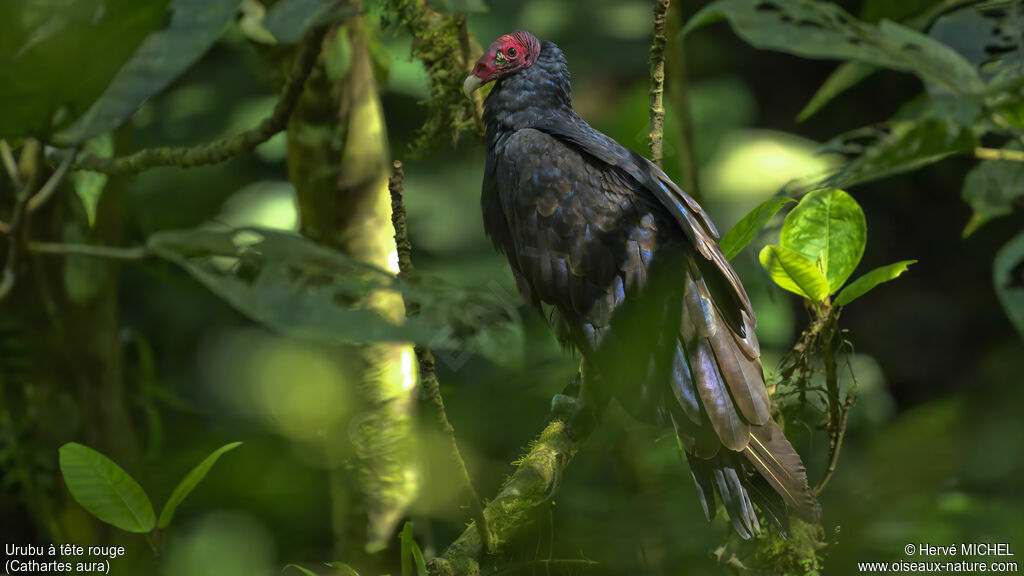 Urubu à tête rouge