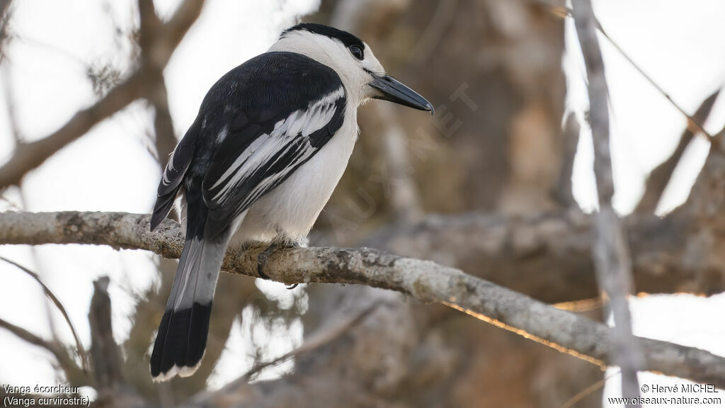 Hook-billed Vanga