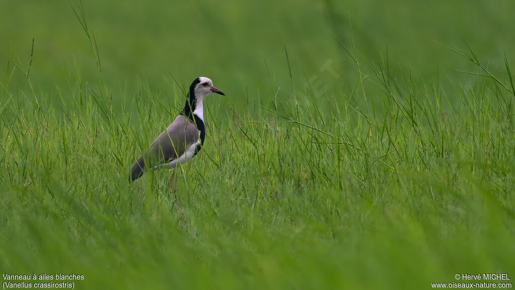 Vanneau à ailes blanches