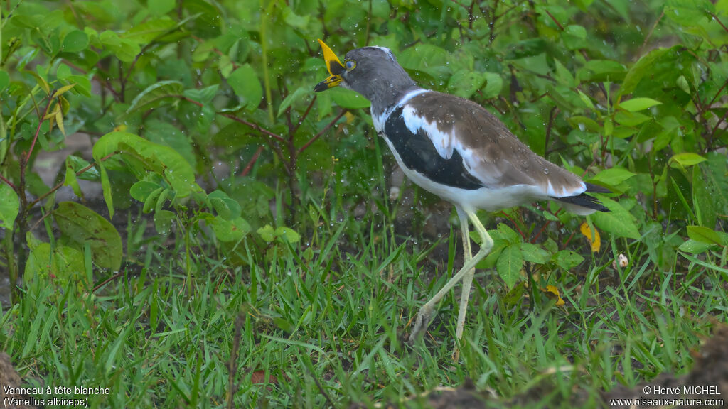 Vanneau à tête blanche