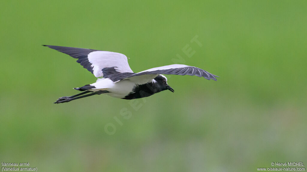 Blacksmith Lapwing