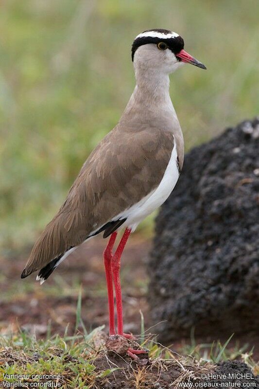 Crowned Lapwingadult breeding