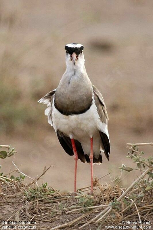 Crowned Lapwingadult