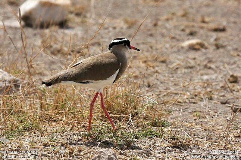 Crowned Lapwingadult