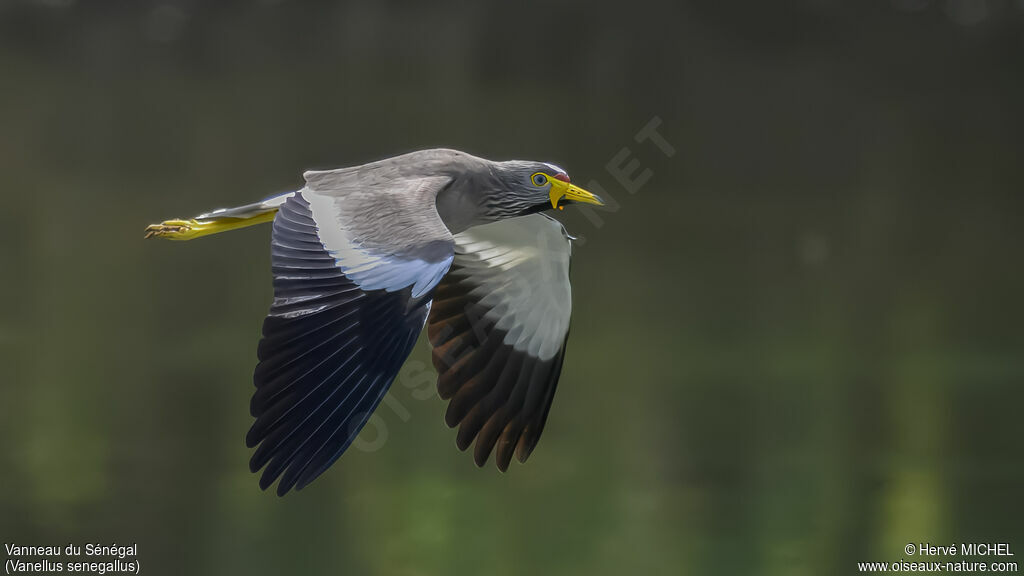 African Wattled Lapwing