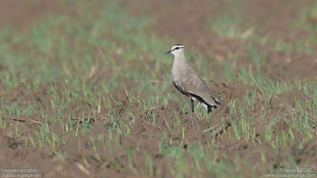 Sociable Lapwingadult breeding