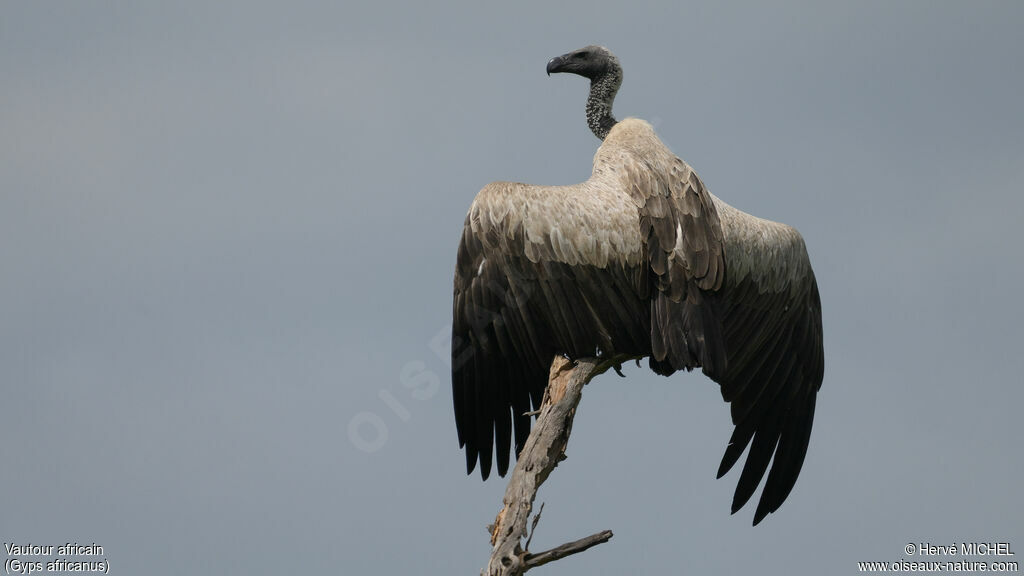 Vautour africain
