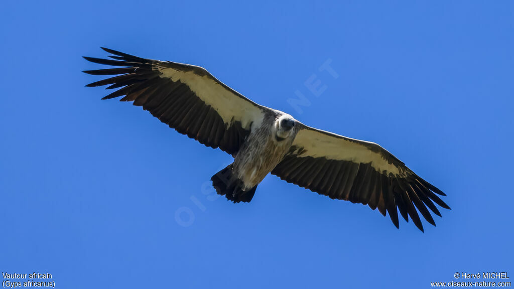 White-backed Vultureadult