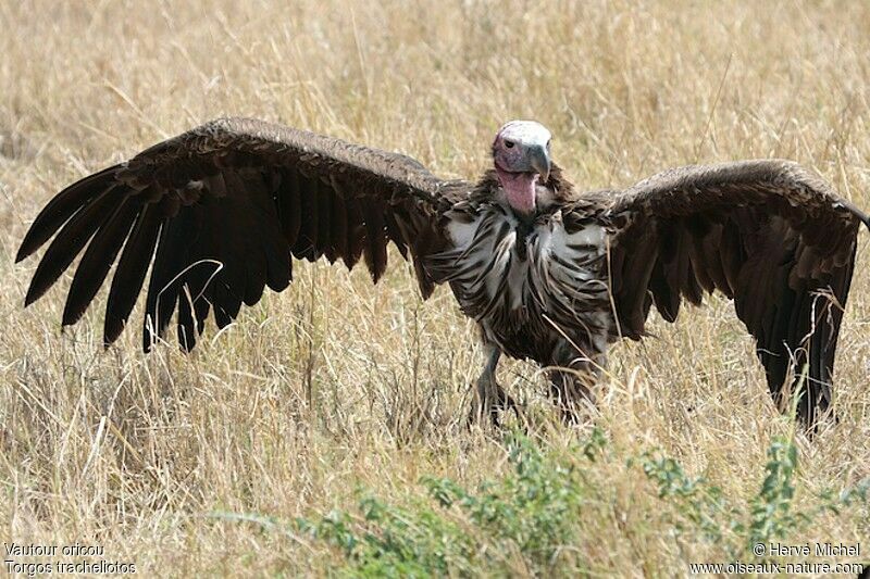Vautour oricouadulte