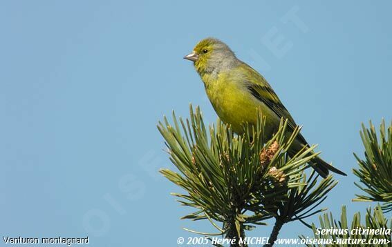 Venturon montagnard