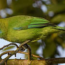 Verdin à ailes bleues