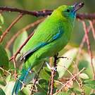 Verdin à ailes bleues