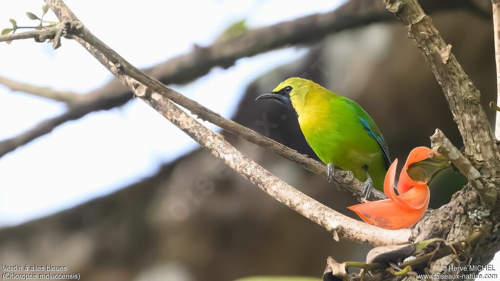 Blue-winged Leafbird