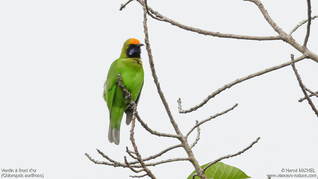 Golden-fronted Leafbird