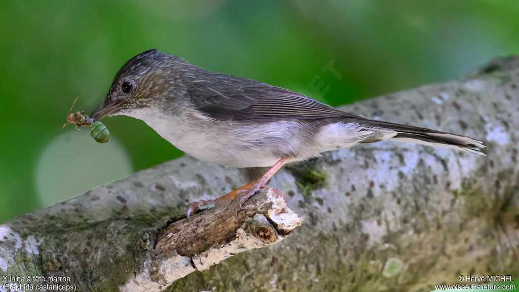 Yuhina à tête marron
