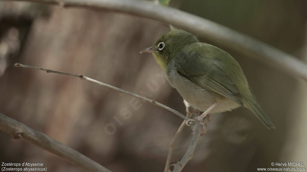 Zostérops d'Abyssinieadulte, identification