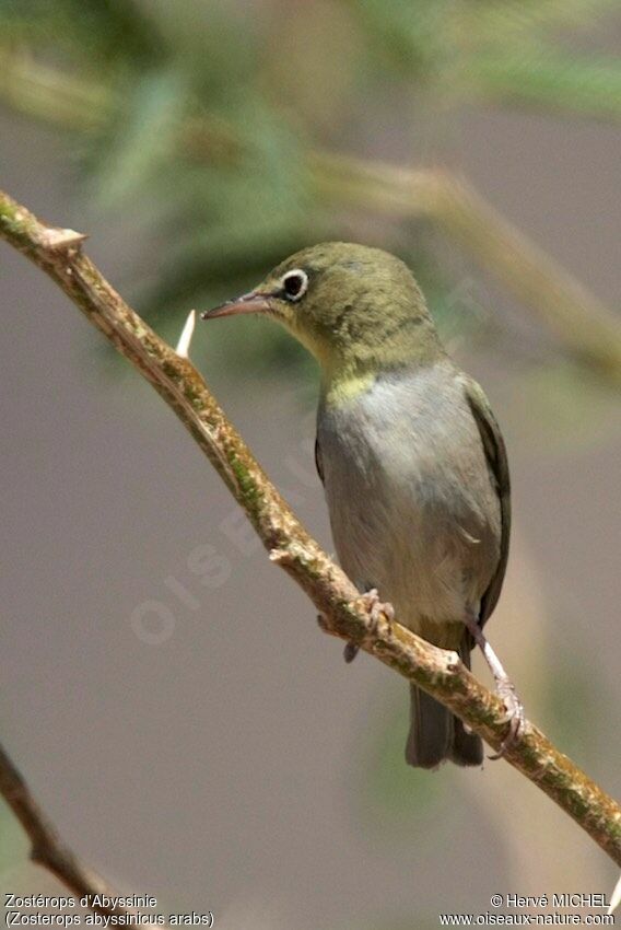 Zostérops d'Abyssinie