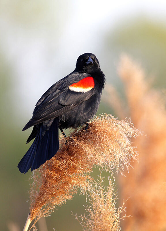 Red-winged Blackbird male