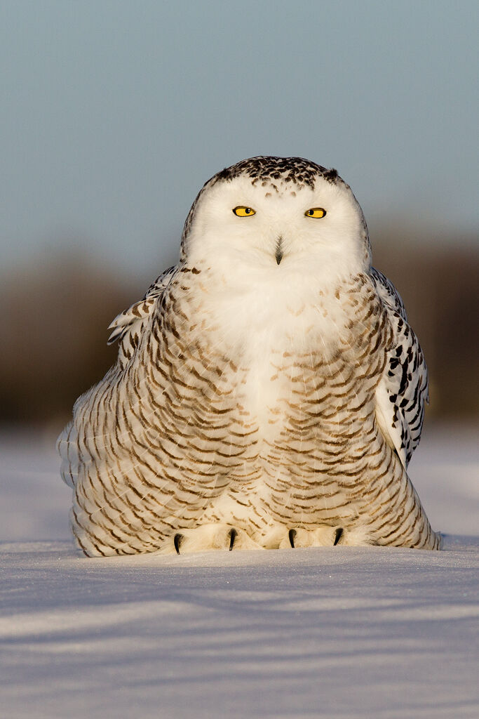 Harfang des neiges