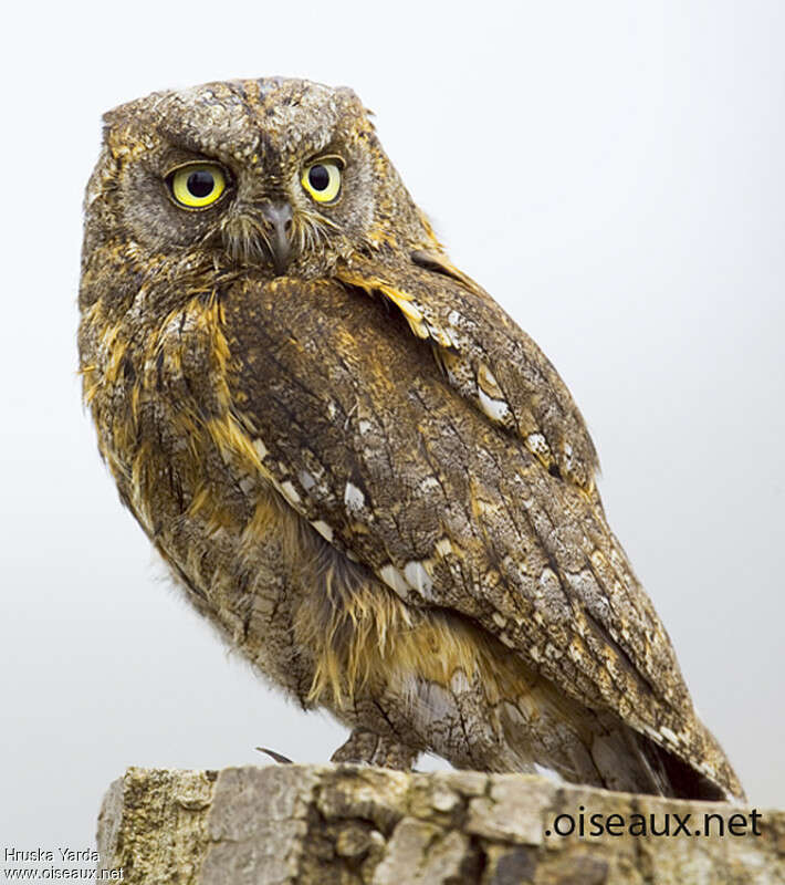 Eurasian Scops Owl