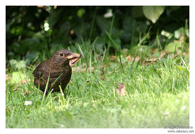 Common Blackbird
