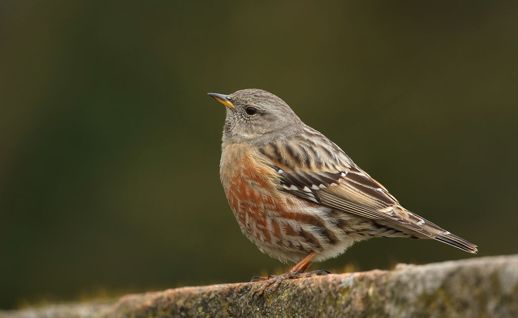 Alpine Accentor