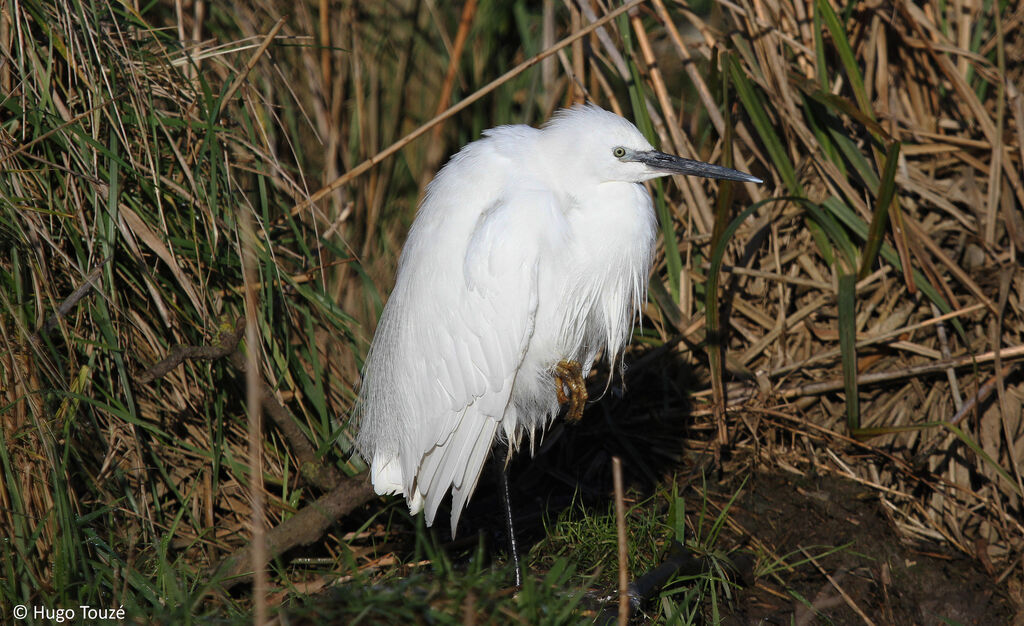 Little Egret