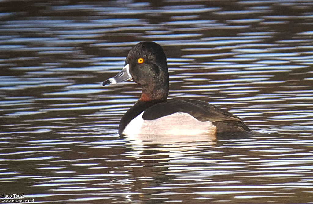 Ring-necked Duck male adult breeding, pigmentation