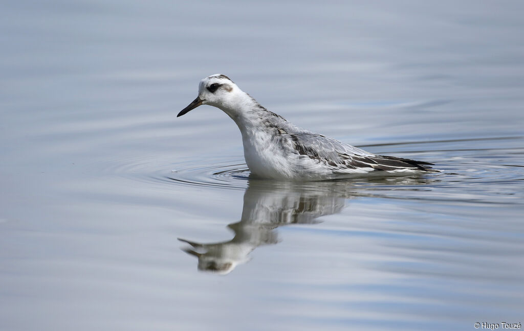 Phalarope à bec large