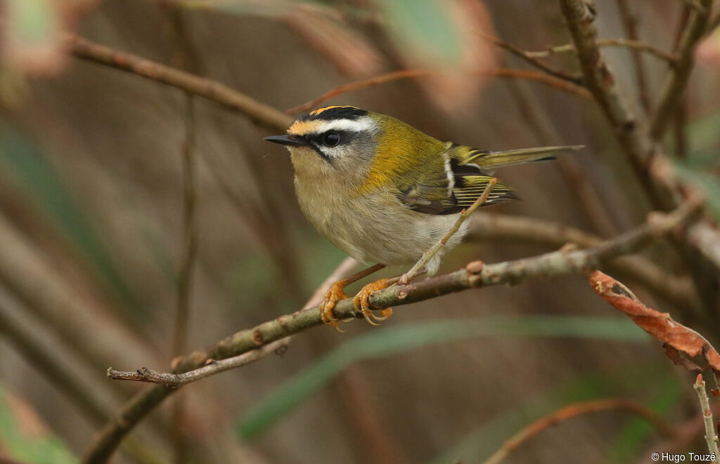 Common Firecrest
