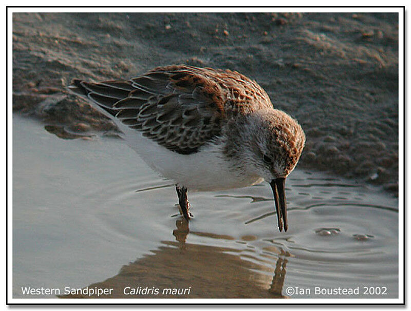 Western Sandpiper