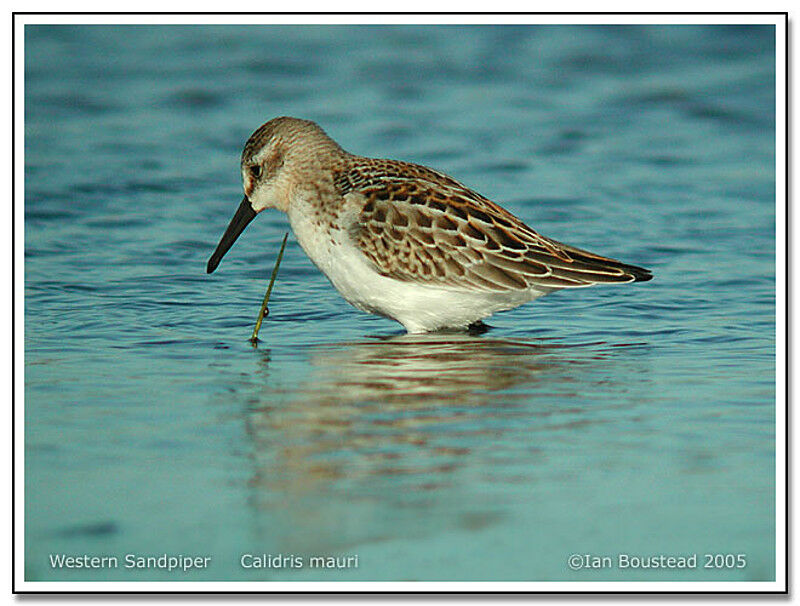 Western Sandpiper