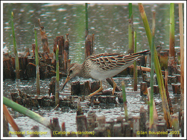 Pectoral Sandpiper