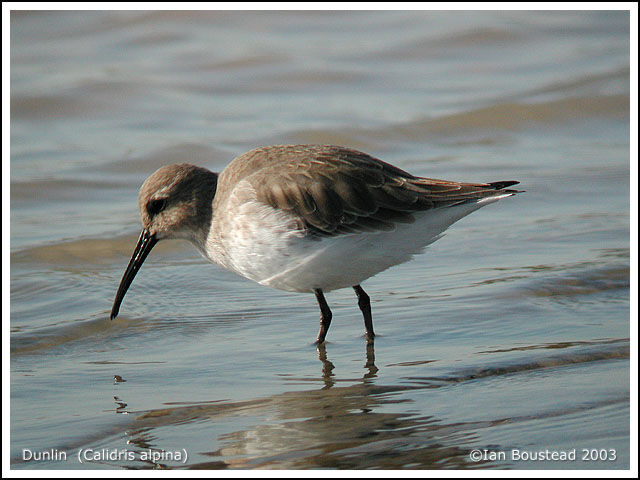 Bécasseau variable